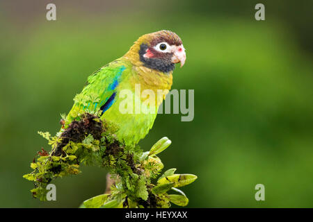 Braun mit Kapuze Papagei (Pyrilia Haematotis) - La Laguna del Lagarto Lodge - Boca Tapada, San Carlos, Costa Rica Stockfoto
