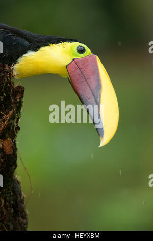 Yellow-throated Toucan (Ramphastos ambiguus) - La Laguna del Lagarto Lodge - Boca Tapada, San Carlos, Costa Rica Stockfoto