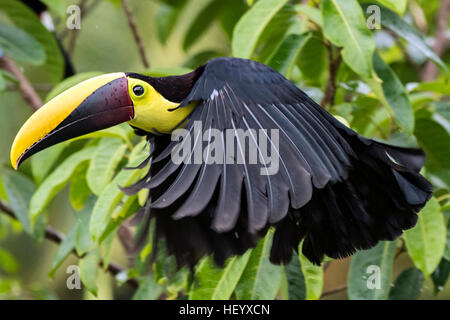 Yellow-throated Toucan (Ramphastos ambiguus) - La Laguna del Lagarto Lodge - Boca Tapada, San Carlos, Costa Rica Stockfoto