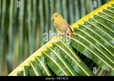 Frau Sommer Tanager (Piranga Rubra) - La Laguna del Lagarto Lodge - Boca Tapada, San Carlos, Costa Rica Stockfoto