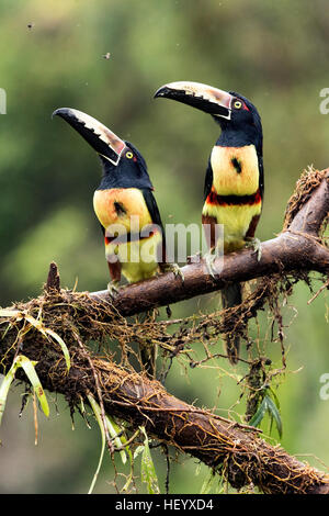 Collared Aracari - La Laguna del Lagarto Lodge - Boca Tapada, San Carlos, costarica Stockfoto