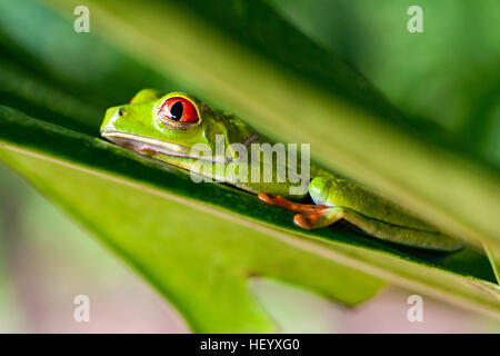 Rotäugigen Baumfrosch - La Laguna del Lagarto Lodge - Boca Tapada, San Carlos, Costa Rica [kontrollierte Probe] Stockfoto