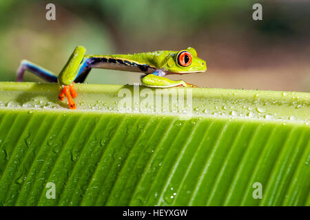 Rotäugigen Baumfrosch - La Laguna del Lagarto Lodge - Boca Tapada, San Carlos, Costa Rica [kontrollierte Probe] Stockfoto