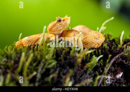 Wimpern-Viper (Bothriechis Schlegelii) - Laguna del Lagarto Lodge, Boca Tapada, Costa Rica [kontrollierte Probe] Stockfoto