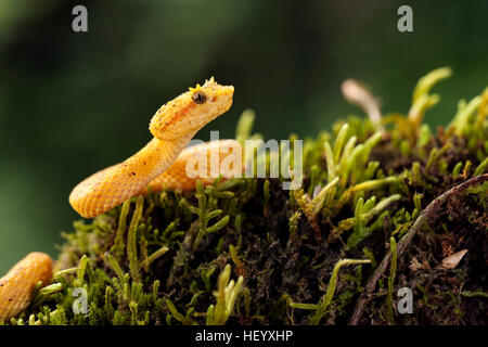 Wimpern-Viper (Bothriechis Schlegelii) - Laguna del Lagarto Lodge, Boca Tapada, Costa Rica [kontrollierte Probe] Stockfoto