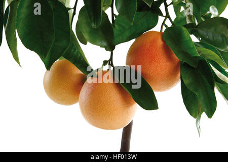 Grapefruit-Baum Stockfoto