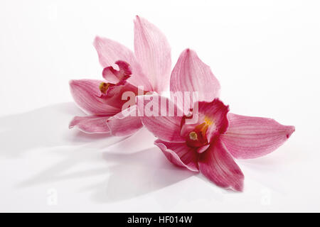 Zwei rosa Orchidee Blüten (Orchidaceae) Stockfoto