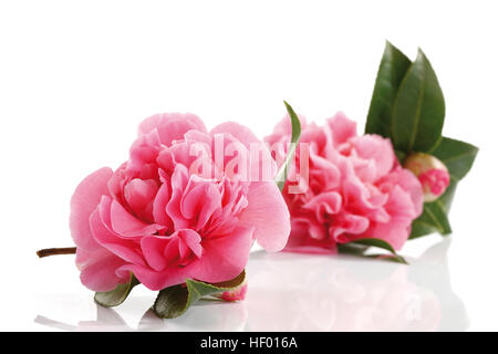 Japanische Kamelie (Camellia Japonica) Stockfoto