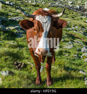 Kuh auf der Weide in felsigen Steppen, österreichischen Zentralalpen, Schladming, Schladming Tauern, Steiermark, Österreich Stockfoto