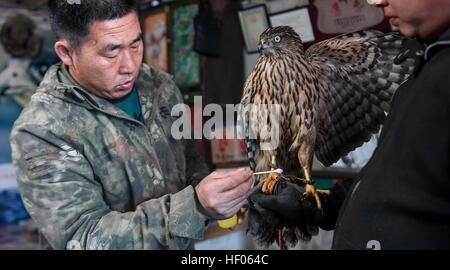 (161225)--Peking, 25. Dezember 2016 (Xinhua)--Falconer Li Zhongwen behandelt einen verletzten Habicht in Yulou Dorf Tuchengzi Township von Jilin City, Nordost-China Jilin Province, 22. Dezember 2016. Yulou Dorf, auch genannt "Adler Dorf," hat mehr als 50 Falkner, die alte Mandschu Adler zähmen Fähigkeiten geerbt. Diese Falkner, anstatt fangen wild Eagles zu zähmen, begann wilde Raptoren unter der Leitung von Li Zhongwen, der auch Präsident der Adler Jagd Kulturerbe von Jilin Stadt, im Jahr 2013 zu retten. Mehr als 200 Verletzte Greifvögel wurden bisher durch die Falkner gerettet. Stockfoto