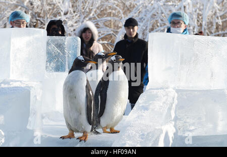 Harbin, China Provinz Heilongjiang. 26. Dezember 2016. Pinguine aus Harbin Polarland versuchen eine Eis-Folie im Freien in Harbin, der Hauptstadt des nordöstlichen Chinas Provinz Heilongjiang, 26. Dezember 2016. © Wang Jianwei/Xinhua/Alamy Live-Nachrichten Stockfoto