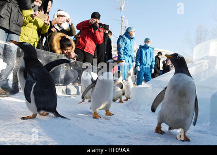 Harbin, China Provinz Heilongjiang. 26. Dezember 2016. Pinguine aus Harbin Polarland versuchen eine Eis-Folie im Freien in Harbin, der Hauptstadt des nordöstlichen Chinas Provinz Heilongjiang, 26. Dezember 2016. © Wang Jianwei/Xinhua/Alamy Live-Nachrichten Stockfoto