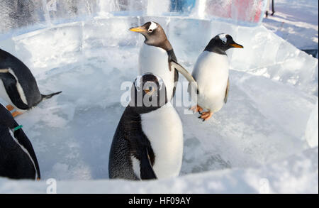 Harbin, China Provinz Heilongjiang. 26. Dezember 2016. Pinguine aus Harbin Polarland versuchen eine Eis-Folie im Freien in Harbin, der Hauptstadt des nordöstlichen Chinas Provinz Heilongjiang, 26. Dezember 2016. © Wang Jianwei/Xinhua/Alamy Live-Nachrichten Stockfoto