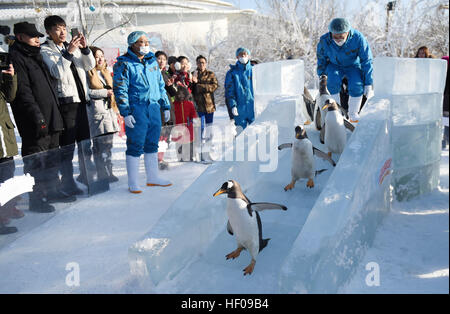 Harbin, China Provinz Heilongjiang. 26. Dezember 2016. Pinguine aus Harbin Polarland versuchen eine Eis-Folie im Freien in Harbin, der Hauptstadt des nordöstlichen Chinas Provinz Heilongjiang, 26. Dezember 2016. © Wang Jianwei/Xinhua/Alamy Live-Nachrichten Stockfoto