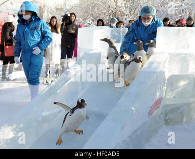 Harbin, China Provinz Heilongjiang. 26. Dezember 2016. Pinguine aus Harbin Polarland versuchen eine Eis-Folie im Freien in Harbin, der Hauptstadt des nordöstlichen Chinas Provinz Heilongjiang, 26. Dezember 2016. © Zhang Qingyun/Xinhua/Alamy Live-Nachrichten Stockfoto