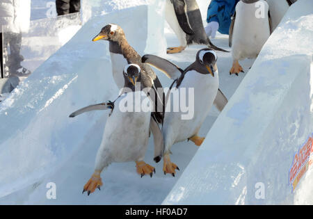 Harbin, China Provinz Heilongjiang. 26. Dezember 2016. Pinguine aus Harbin Polarland versuchen eine Eis-Folie im Freien in Harbin, der Hauptstadt des nordöstlichen Chinas Provinz Heilongjiang, 26. Dezember 2016. © Zhang Qingyun/Xinhua/Alamy Live-Nachrichten Stockfoto