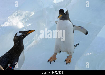 Harbin, China Provinz Heilongjiang. 26. Dezember 2016. Pinguine aus Harbin Polarland versuchen eine Eis-Folie im Freien in Harbin, der Hauptstadt des nordöstlichen Chinas Provinz Heilongjiang, 26. Dezember 2016. © Zhang Qingyun/Xinhua/Alamy Live-Nachrichten Stockfoto