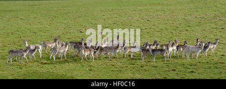 Sherborne, Dorset, UK. 26. Dezember 2016. UK-Wetter: Eine Herde von Hirschen durchsuchen in der Wintersonne. © David Hansford Fotografie/Alamy Live-Nachrichten Stockfoto