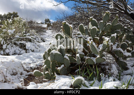 Schneebedeckter Kaktus aus Kaktus aus Kaktus aus Kaktus aus Kaktus aus Stachelpaaren in der Wüste bei Oracle, Arizona Stockfoto