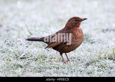 27. Dezember 2016. UK Wetter. Eine weibliche Amsel (Turdus merula) steht auf Frost bedeckt Gras in einem Garten in East Sussex, UK Credit: Ed Brown/Alamy leben Nachrichten Stockfoto