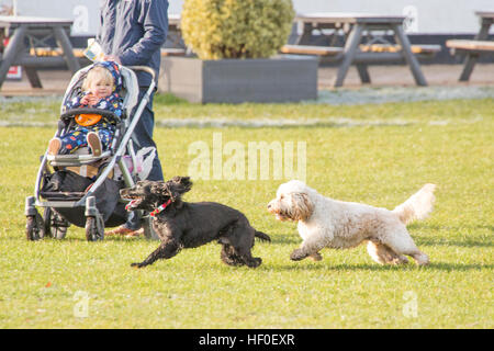 Henley, UK. 27. Dezember 2016. UK Wetter: Die Dezember Sonne brachte Wanderer und Ruderer gleichermaßen an der Themse in Henley. © Uwe Deffner/Alamy Live-Nachrichten Stockfoto