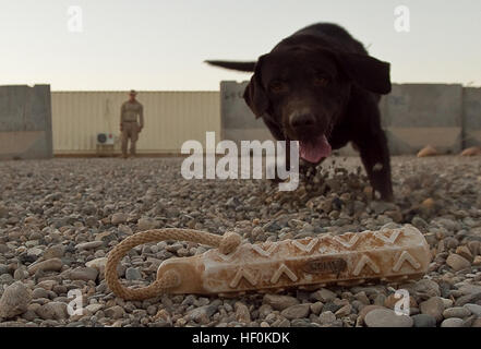 Nach einem harten Arbeitstag, Lance Cpl. Adam Fox spielt ein Infanterist und Dog Handler mit Charlie Kompanie, 1. Bataillon, 25. Marine Regiment, eine Spiel des Abrufs mit CPL Jett, eine improvisierte Sprengkörper Erkennung Hund hier, 23.Oktober. Fox, 21 Jahre alte gebürtige Meriden, Connecticut, und Jett, ein chocolate Labrador Retriever, arbeiten zusammen, um die Marines auf ihrem Posten von IED Bedrohungen zu schützen. Das IED Erkennung Team verbringt bis zu 35 Stunden pro Woche auf verschiedenen Bohrern, Honen ihre Kommunikationsfähigkeiten und Jetts außergewöhnliche Erkennung Fähigkeiten. Erkennung-Team schärft Fähigkeiten, IED Marines verhindert Stockfoto