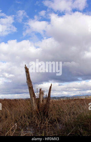 Baumstämme, die Annäherung an den Himmel in einem Feld von Gräsern im See versenkt. Stockfoto