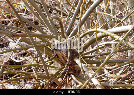 Nahaufnahme Foto von einem Baum mit Wildwuchs der Zweige kommen aus ihm heraus. Stockfoto