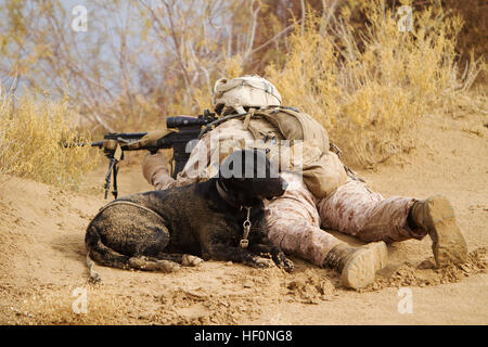 U.S. Marine Lance Cpl. Brandon Mann, ein Hundeführer mit Alpha Company, 1st Light Armored Reconnaissance Battalion und gebürtig aus Arlington, Texas, Sehenswürdigkeiten mit seiner automatischen Infanteriegewehr und gleichzeitig Sicherheit mit Ty, eine improvisierte Sprengkörper Erkennung Hund, während einer Patrouille hier 16 Februar. Space-Marines und Segler mit 1. LAR und Ostindien-Kompanie, 3. Bataillon, 3. Marine Regiment, durchgeführt clearing und Betriebsunterbrechungen in und rund um die Dörfer von Sre Kala und Paygel während der Operation Highland Donner. Marines mit 1. LAR führte die Operation zu Fuß, pauschal für feindliche Waffen und d Stockfoto