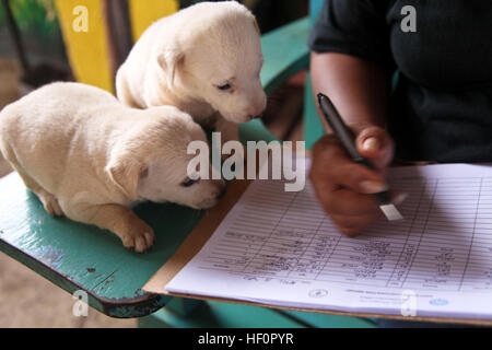 Puerto Princesa City, Palawan, Philippinen - City Tierarzt Remedios T. Boy, füllen Sie Fahrzeugpapiere für Eslie Ann Devio, nicht angezeigt, so können sie ihre Hunde während eines bürgerlichen tierärztliche Hilfe-Projektes (VETCAP) behandelt in Mateo Jangmis Memorial Elementary School in San Miguel, Puerto Princesa, Palawan, Philippinen am 18. April 2012 haben. Philippinische und US-Militärangehörige sind mehrere VETCAPs in Palawan während der Übung Balikatan 2012 (BK12), einer jährlichen bilateralen Übung zur Verbesserung der Republik der Philippinen und den USA zur Durchführung Mil Stockfoto