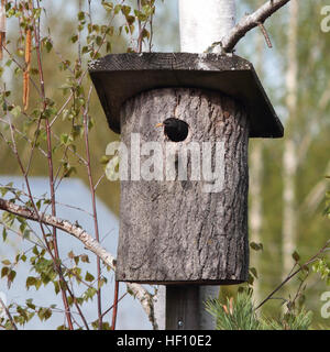 Vögel - sieht gemeinsame Starling aus einen Nistkasten. Stockfoto