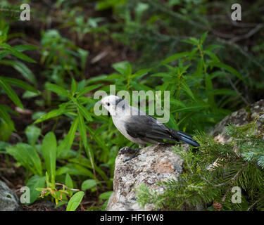 Perisoreus Canadensis, verschiedentlich genannt die "grau Jay," 'Kanada Jay,' "Whiskey Jack", "Camp Räuber" und ein paar Schimpfwörter.  Sie sind erstaunlich kühnen bir Stockfoto