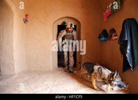 U.S. Marine Corps Lance Cpl. Joseph Nunez aus Burbank, Kalifornien, und Viky, eine improvisierte Sprengkörper Erkennung Hund befestigt beide Fox Company, 2. Bataillon, 2. Marineregiment (2/2) Suche eine Verbindung zur versteckten Bedrohungen während der Durchführung der Aufstandsbekämpfung in der Provinz Helmand, Afghanistan, 17. Juli 2013. Die Marines von Fox Co., 2/2 durchgeführten Operationen, aufrührerische Tätigkeit abzuhalten eine Präsenz und menschlichen Intelligenz zu sammeln. (Foto: U.S. Marine Corps CPL. Alejandro Pena/freigegeben) US-Marines mit Fox Co., führen 2-2, Counter-Insurgency Operationen in Helmand provinc Stockfoto