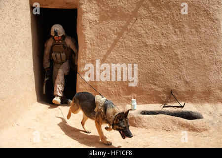 U.S. Marine Corps Lance Cpl. Joseph Nunez aus Burbank, Kalifornien, und Viky, eine improvisierte Sprengkörper Erkennung Hund befestigt beide Fox Company, 2. Bataillon, 2. Marineregiment (2/2) Suche eine Verbindung zur versteckten Bedrohungen während der Durchführung der Aufstandsbekämpfung in der Provinz Helmand, Afghanistan, 17. Juli 2013. Die Marines von Fox Co., 2/2 durchgeführten Operationen, aufrührerische Tätigkeit abzuhalten eine Präsenz und menschlichen Intelligenz zu sammeln. (Foto: U.S. Marine Corps CPL. Alejandro Pena/freigegeben) US-Marines mit Fox Co., führen 2-2, Counter-Insurgency Operationen in Helmand provinc Stockfoto