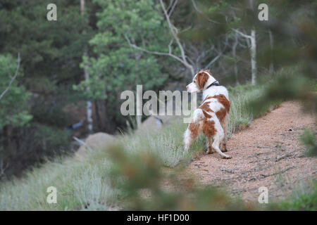 Hunter ein k-9 mit dem El Paso County Search and Rescue Team sucht nach einer simulierten vermissten Person auf eine Rettungsmission Übung bei der US Air Force Academy, Colorado Springs, Colorado während der Übung wachsam Guard, 22. Juli 2013. Die wachsame Guard-Übung ist eine einwöchige Übung voller Szenarien basierend auf Waldbrände, Tornados, Handwerk Flugunfälle, Hazmat Antwort, Such- und Rettungsmaßnahmen, Triage, Medevac und andere Notfall Maßnahmen. Die Ausbildung und Erfahrungen aus dieser Übung liefert Colorado National Guard und unterstützende Militäreinheiten Gelegenheit zur Improvisation Stockfoto