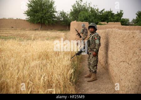 Afghan National Army Soldaten führen eine partnerschaftlichen Patrouille mit Marines aus Bravo Company, 1. Bataillon, 7. Marineregiment, während einer Mission in der Provinz Helmand, Afghanistan, 15. Mai 2014. Das Unternehmen bedient in Larr Dorf für zwei Tage, eine Präsenz aufzubauen und feindliche Kämpfer zu stören. Während der Mission die Infanteristen mehrere Patrouillen innerhalb des Dorfes durchgeführt und entdeckten gefährlichen Stoffe, die verwendet werden könnten, um improvisierte Sprengsätze zu erstellen. 1-7 weiterhin Aufständischen Taliban in Afghanistan Larr Dorf 140515-M-OM885-618 stören Stockfoto