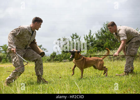 CPL. Sean McKenzie, rechts, gebürtig Germantown, Maryland, hält zurück, Benjamin, ein militärischer Arbeitshund, von CPL Nicholas Newell, gebürtig in Troy, New York, zu unterwerfen, während Biss arbeiten Ausbildung an den zentralen Trainingsbereich, Okinawa, Japan 7. August. Beißen Sie Bauzüge des Hundes auf einen Verdächtigen zu unterwerfen, wobei des Handlers die Kontrolle über ihren Hund erhalten. Militärische Zusammenarbeit Hundeführer praktiziert Sprengstoff und Drogen, patrouillieren und Biss arbeiten Ausbildung im Laufe des Tages. McKenzie und Neville sind militärische arbeiten Hundeführer mit 3. Law Enforcement Bataillon, Marine Expeditionary F III Stockfoto