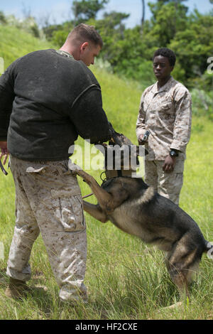 CPL. Sean McKenzie, links, ein Germantown, Maryland, native, trainiert militärischer Arbeitshund Dini auf Biss arbeiten mit seinem Führer, Lance Cpl. Alisha Vidal, Hollywood, Florida, native, 7. August im Bereich zentralen Ausbildung, Okinawa, Japan. Bauzüge den Hund auf einen Verdächtigen zu unterwerfen, während der Handler noch Kontrolle über ihren Hund behält zu beißen. Militärischer Arbeitshund Handler ausgeführt Sprengstoff und Drogen, patrouillieren und Biss arbeiten Ausbildung im Laufe des Tages. McKenzie und Vidal werden militärische arbeiten Hundeführer mit 3. Law Enforcement Bataillon, III Marine Expeditionary Force Headquarters Group Stockfoto