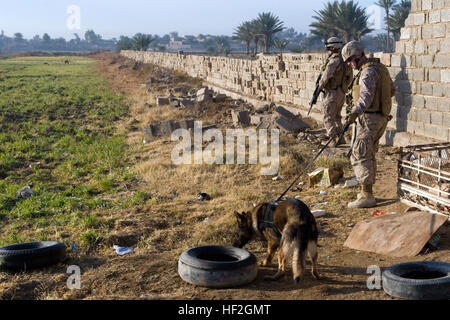 090117-M-5041C-001 KARMAH, Irak (17. Januar. 2009) A Marine k-9-Handler führt seinen Hund in eine Suche wie Marine Sgt. Graham Johnston, 1. Bataillon, 3. Marine Regiment, Regimental Combat Team 1 zugewiesen, der Weg führt. Marines unterstützen irakischen Provinz Sicherheitskräfte in der Gegend für eine geplante Besprechung des Gemeinderates Sicherheit. (Foto: U.S. Marine Corps Lance Cpl. Geoffrey T. Campbell/freigegeben) US Navy 090117-M-5041C-001 A Marine k-9-Handler führt seinen Hund in eine Suche wie Marine Sgt. Graham Johnston führt der Weg Stockfoto