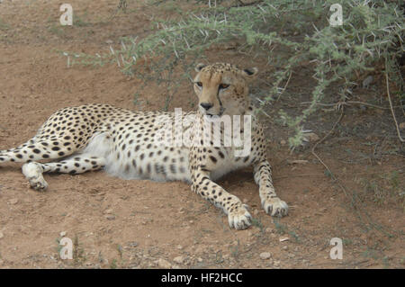 Ein Gepard ruht im Schatten in einer Berghütte in Dschibuti-Stadt, Djibouti, 24. Januar 2009.  Militärische Mitglieder in Camp Lemonier bereitgestellt haben die Möglichkeit zur freiwilligen Aufgaben in der Schutzhütte.  Camp Lemonier ist die Drehscheibe der kombiniert gemeinsame Task Force, Horn von Afrika, eine humanitäre Entlastung, Sicherheit und anti-Terrorismus-Aktivitäten bei den Nationen am Horn von Afrika.  (US Air Force Foto von technischen Sgt Joe Zuccaros) (Freigegeben) Flickr - DVIDSHUB - Cheetah im Schatten Stockfoto