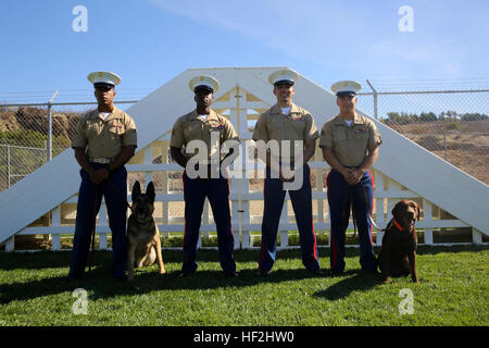 Marine Corps Eckzahn Handler mit militärischer Arbeitshund Zug, Sitz und Servicegesellschaft, 1. Law Enforcement Bataillon, basierend aus der Marine Corps Base Camp Pendleton, Kalifornien, sind zur Teilnahme an einer zivil-militärischen Eckzahn Fähigkeiten Demonstration während San Francisco Fleet Week 2014 vom 6. Okt. bis 12 geplant. Die Veranstaltung konzentriert sich auf die Ausbildung der Interoperabilität zwischen den zivilen und militärischen Behörden zur Verbesserung der Zusammenarbeit und Koordinierung sowie die Bereitschaft durch eine Reihe von Maßnahmen der humanitären Hilfe zu erhöhen. San Francisco Flotte Woche 2014 Eckzahn Demonstration 141003-M-PC317-0 Stockfoto