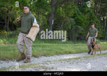 Lance Cpl. Jacob Varela, links, einen Kampf-Tracker mit militärischer Arbeitshund Platoon, 2. Law Enforcement Bataillon, II Marine Expeditionary Force Headquarters Group, und ein Chicago, Il., native, Spaziergänge vor CPL. Cody Morris, ein militärischer Arbeitshund Handler mit militärischer Arbeitshund Platoon und eine Lake Jackson, Tx., heimisch, und sein Hund Aarno. Aarno konnte auf die Spur der versteckten Varela mit nur Sound. (Foto: U.S. Marine Corps Lance Cpl. Lucas J. Hopkins/freigegeben) Entfesselt, militärische Arbeitshunde, bauen Handler Beziehung 141009-M-TR086-290 Stockfoto