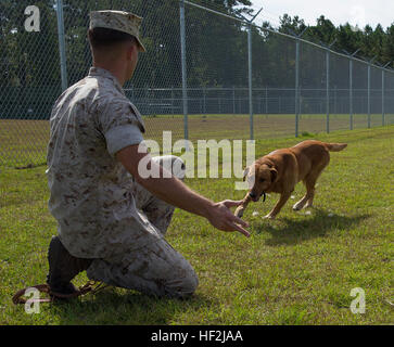 Sgt. Kent Ferrell, eine spezialisierte Suche dog Handler mit militärischer Arbeitshund Platoon, 2. Law Enforcement Bataillon, II Marine Expeditionary Force Headquarters Group, und Bel Air, MD, stammende umarmt seinen Hund Coot an Bord der Marine Corps Base Camp Lejeune, North Carolina, 9. Oktober 2014. Blässhuhn ist eine Leine in der Lage, spezialisierte Suche-Hund, der seinen Geruchssinn um zu erschnüffeln von Sprengstoff verwendet, und kann bis zu 100 Meter entfernt von seinem Führer zu reisen. (Foto: U.S. Marine Corps Lance Cpl. Lucas J. Hopkins/freigegeben) Entfesselt, militärische Arbeitshunde, bauen Handler Beziehung 141009-M-TR086-330 Stockfoto