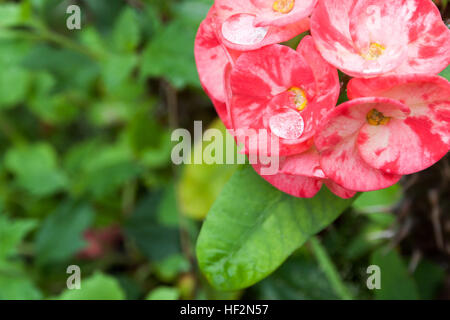 Krone von Dornen oder Christus Thorn Blume. (Euphorbia Milli) rosa Farbe auf Unschärfe grünes Blatt Hintergrund. Stockfoto