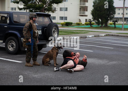 Ein U.S. Marine Corps CPL. Sara M. Ohlms, militärische Hundeführer, 3. Bataillon der Law Enforcement und ihr Gebrauchshund Kuko verhaften einen feindlichen Rollenspieler während einer nichtkämpfenden Evakuierung im Rahmen der Zertifizierung Übung (CERTEX), auf Lager Hansen, Okinawa, Japan, 22. März 2014. CERTEX ist der kulminierende Fall der MEU jährliche Frühling Patrouille des asiatisch-pazifischen Raum. (US Marine Corps Foto von Gunnery SGT Ismael Pena/freigegeben) 31. MEU führt nichtkämpfenden Evakuierungsoperationen 150322-M-CX588-050 Stockfoto