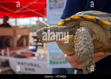 Thelma, Wüste Schildkröte, natürliche Ressourcen und Umwelt Abteilung, zieht Menschen NREAs informativen Stand während der Stadt Twentynine Palms Gruß an diejenigen dienen, die Feier in der Twentynine Palms Junior High School Tom Nicoll Memorial Stadium, 16. Oktober 2015. NREA Einrichten des Standes, Community-Mitgliedern über Wasserpolitik Erhaltung der Combat Center zu informieren. (Offizielle Marinekorps Foto von Lance Cpl. Levi Schultz/freigegeben) Combat Center verbindet Salute 151016-M-PS017-041 Stockfoto