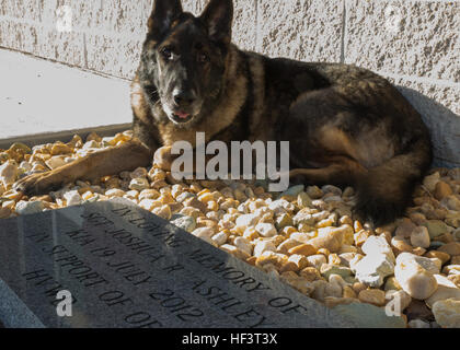 Militärischer Arbeitshund Sirius sitzt in der Nähe des Gedenksteines von seinem ehemaligen Führer, Sgt. Joshua Ashley, außerhalb der 2. Law Enforcement Bataillon Ashley Kennels in Camp Lejeune, North Carolina, 25. Februar 2016, kurz nach seiner Pensionierung Zeremonie und Annahme. Sirius ehemaligen Handler, Sgt. Joshua Ashley, starb während einer Patrouille in 2012 zur Unterstützung der Operation Enduring Freedom. Ashleys Familie nahm Sirius, im Einklang mit den gefallenen Marine-Wünsche. (US Marine Corps Foto von CPL. Michelle Reif/freigegeben) Ein Teil des Josh nach Hause, MWD der gefallenen Handler wurde von Familie 160225-M-DT430-028 Stockfoto