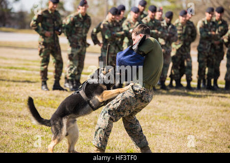 Sgt. Nicholas J. Digregorio, ein militärischer Arbeitshund Handler mit 2. Law Enforcement Bataillon, zeigt die Fähigkeiten von militärischen Gebrauchshund als erzählte, take down eine feindliche Kämpfer während einer Demonstration an Bord Camp Lejeune, North Carolina, 7. März 2015. Die Demonstration präsentiert die Möglichkeiten der militärischen Arbeitshunde der niederländischen 32. Raiding Company, die die Einrichtungen auf Basis verwenden, um mehrere Übungen für die kommenden Wochen durchzuführen. Erkennung, patrouillieren und tracking-Szenarien zeigte die Bedeutung der militärischen Arbeitshunde, die Infanterie-Einheiten integriert wird. (US Stockfoto