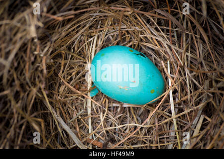 Robin Ei im nest Stockfoto