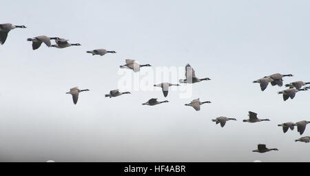 Kanadagänse fliegen in Formation in St. Mary's County, Maryland. Stockfoto